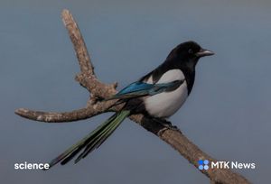 Exploring self-consciousness in animals.