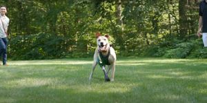 Animals can have disabilities too. This company is helping them.